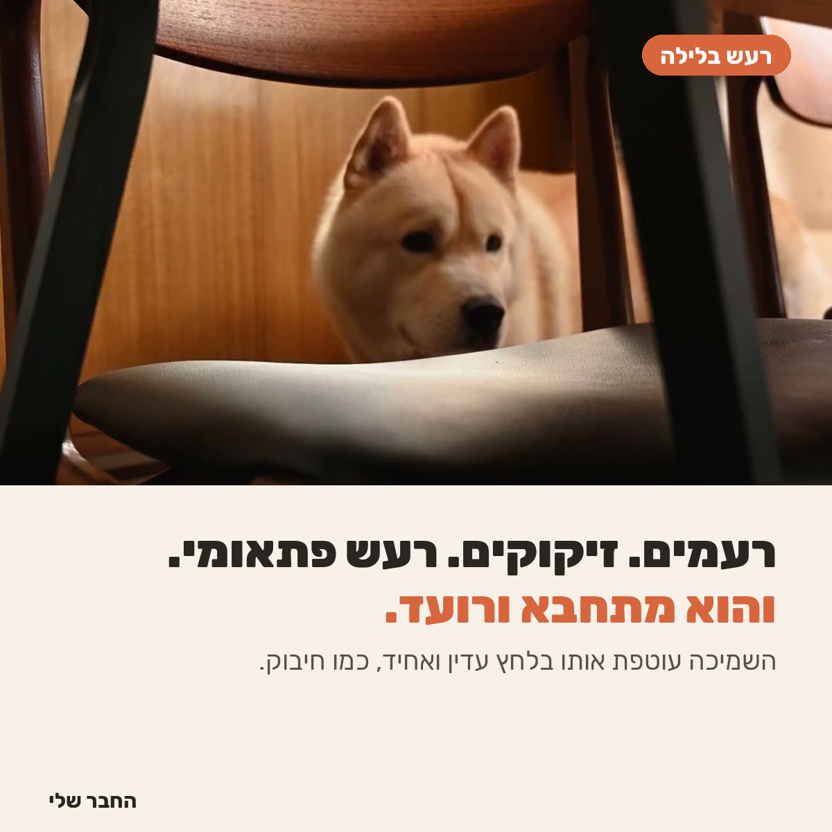 כלב מתחבא מתחת לכיסא מפחד מרעש