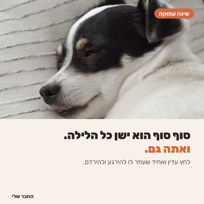 כלב ישן רגוע כל הלילה