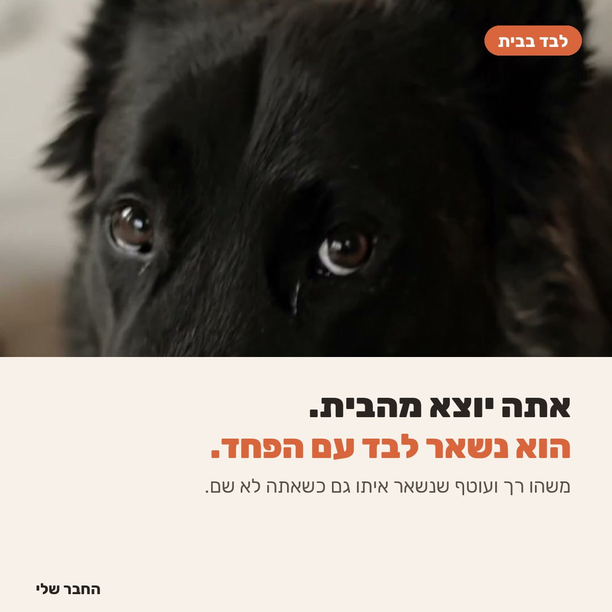 כלב שנשאר לבד בבית