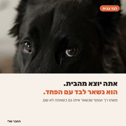 כלב שנשאר לבד בבית