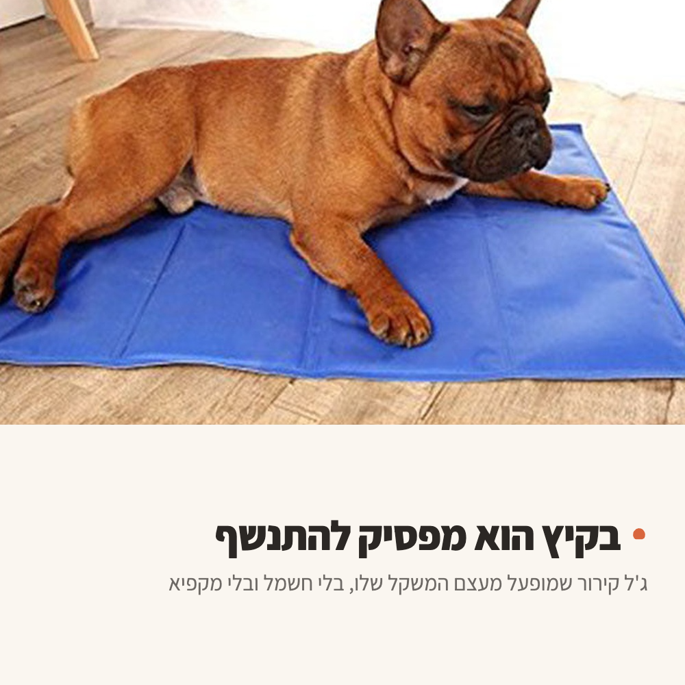 כלב שוכב על מזרן קירור בסלון